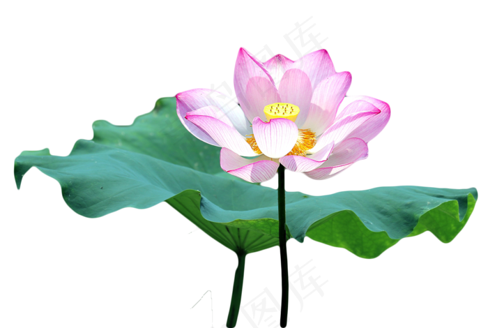 荷花莲花荷花池