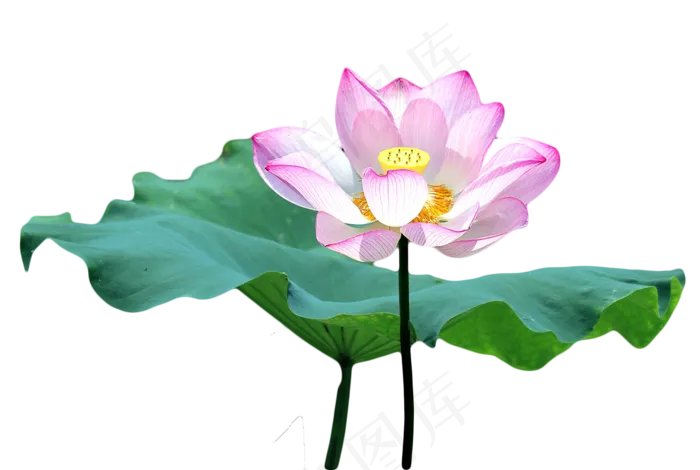 荷花莲花荷花池