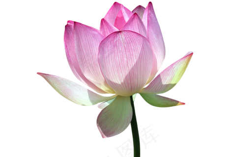 荷塘盛开的荷花