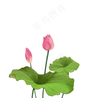 荷花花苞含苞待放的荷花