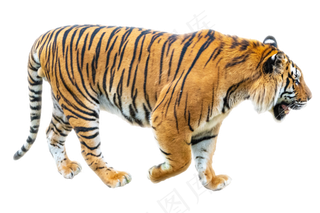 黄色孟加拉虎,免抠元素