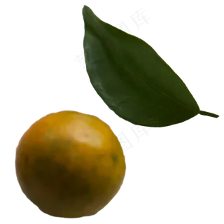 夏季水果橘子食物