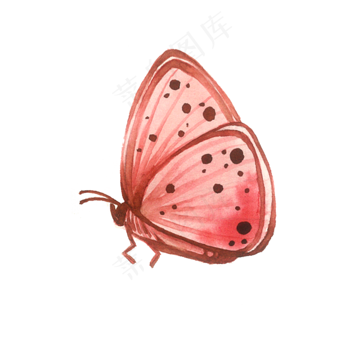 蝴蝶粉色桃红粉色PNG昆虫,免抠元素(2000X2000(DPI:200))psd模版下载