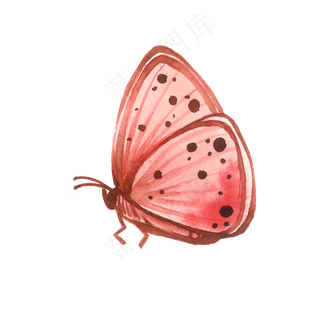 蝴蝶粉色桃红粉色PNG昆虫,免抠元素