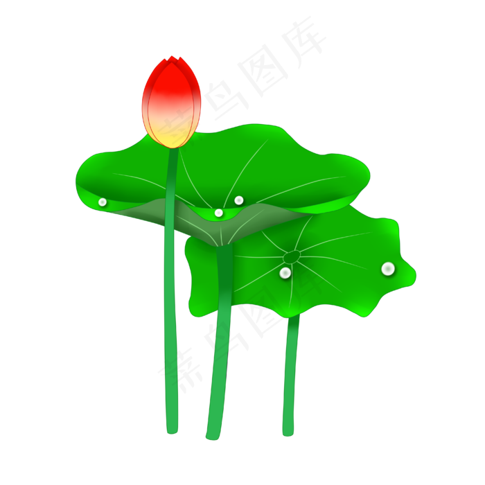 夏季荷花花苞PNG图案(4000X4000(DPI:300))psd模版下载