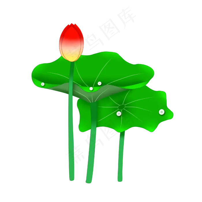 夏季荷花花苞PNG图案(4000X4000(DPI:300))psd模版下载