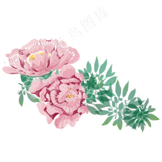 植物科属绿植花朵芍药花