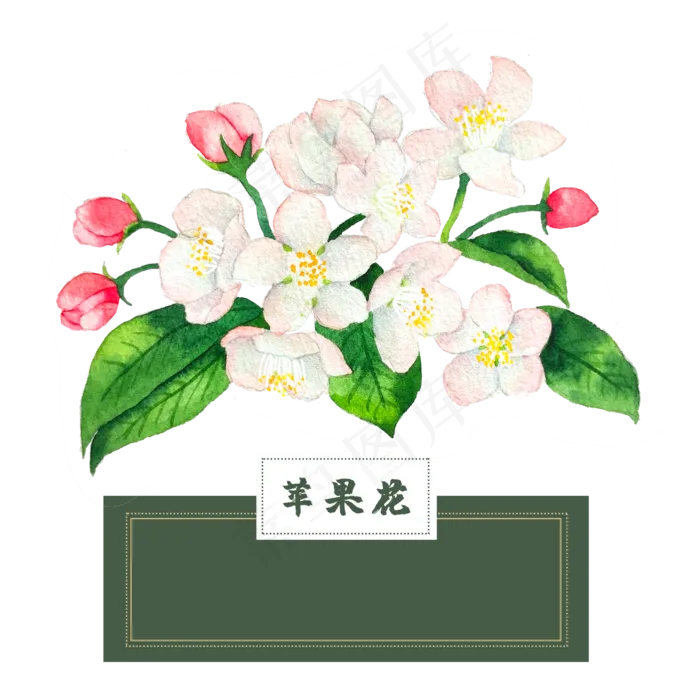 花类中草水彩苹果花(2500X2500(DPI:300))psd模版下载