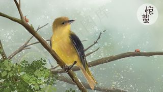 惊蛰-仓庚鸣-黄鹂鸣