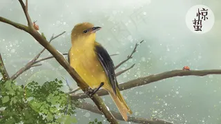 惊蛰-仓庚鸣-黄鹂鸣