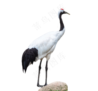 丹顶鹤野生动物,免抠元素