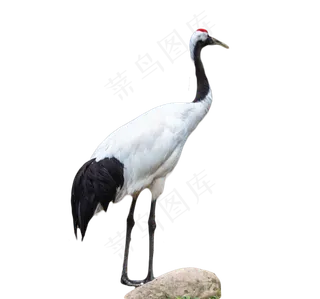 丹顶鹤野生动物,免抠元素
