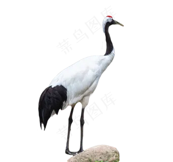 丹顶鹤野生动物,免抠元素 丹顶鹤野生动物,免抠元素