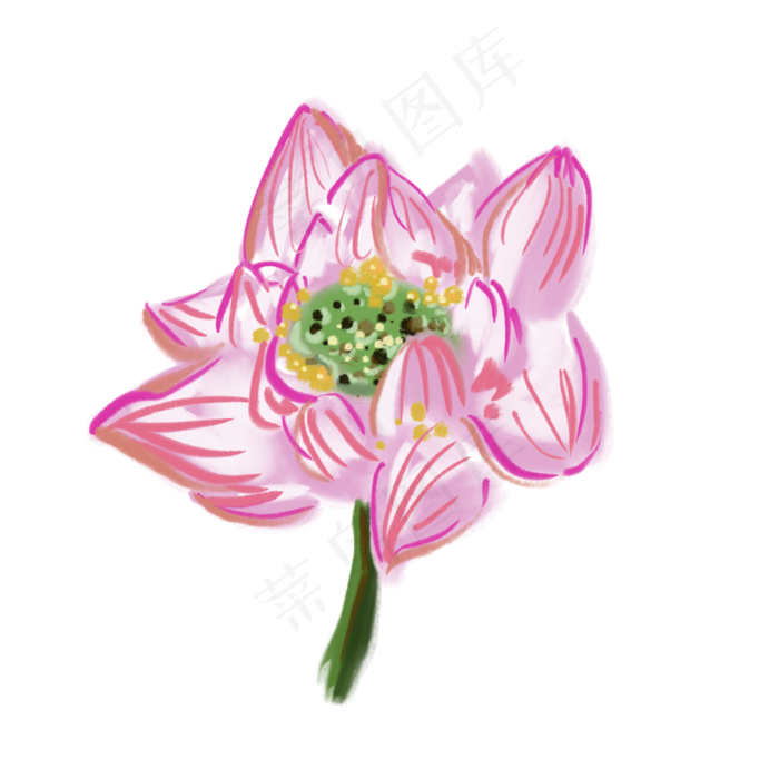 粉色荷花写实风格