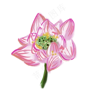 粉色荷花写实风格