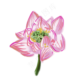 粉色荷花写实风格