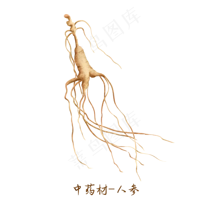 中医药材人参,免抠元素(3000*3000px 300 dpi )psd模版下载