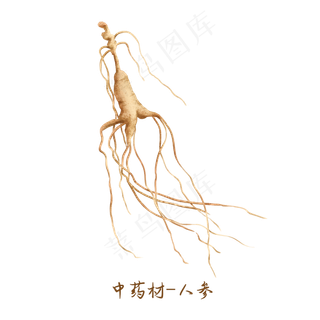 中医药材人参,免抠元素