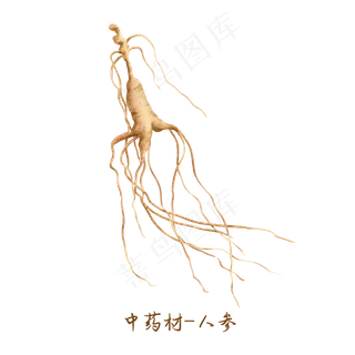 中医药材人参,免抠元素