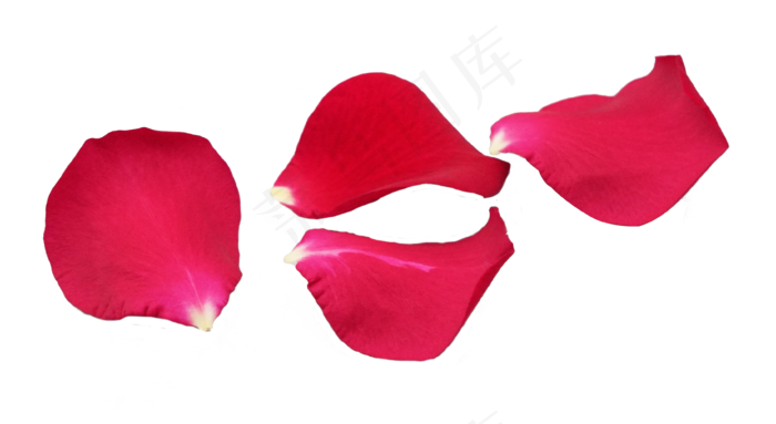 红玫瑰花朵花瓣(3656*2000px 300 dpi )ai矢量模版下载