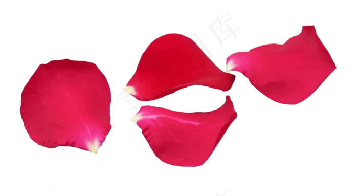 红玫瑰花朵花瓣(3656*2000px 300 dpi )ai矢量模版下载
