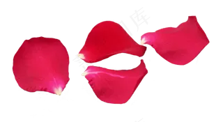 红玫瑰花朵花瓣