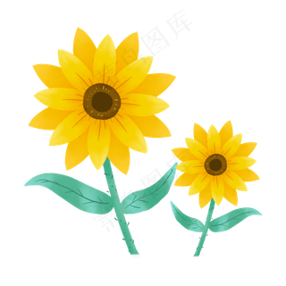 夏季的向日葵