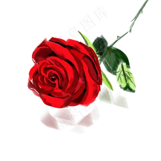 神秘的红色玫瑰花
