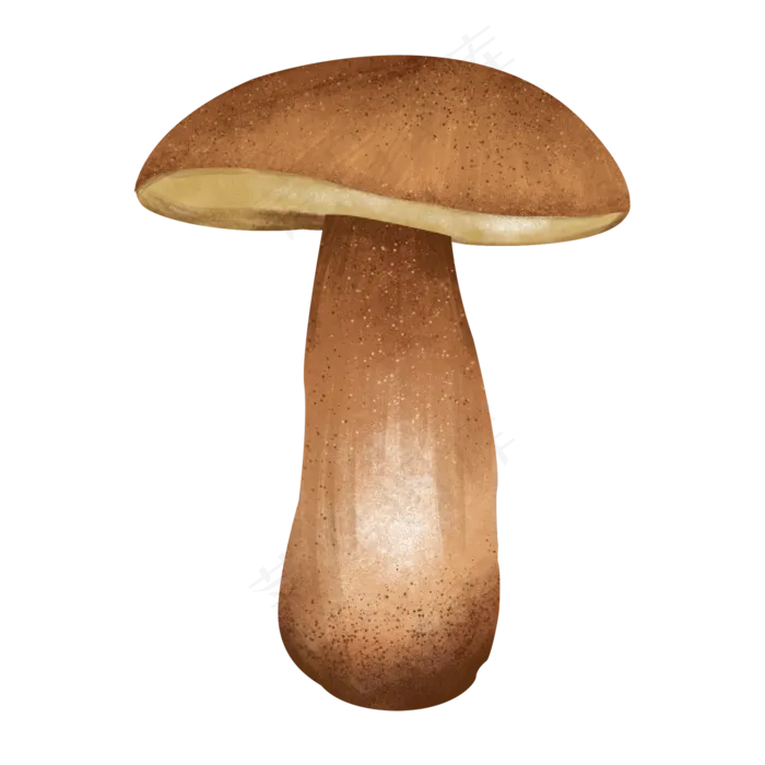 咖啡色小蘑菇野生蘑菇菌类食材食,免抠元素(2000X2000(DPI:300))psd模版下载