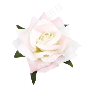 植物玫瑰