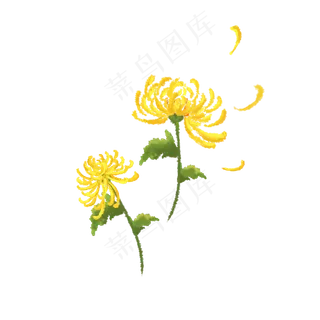 手绘重阳节水彩风菊花,免抠元素