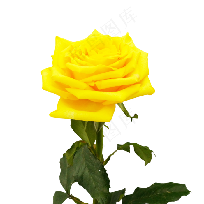 黄色玫瑰花花枝