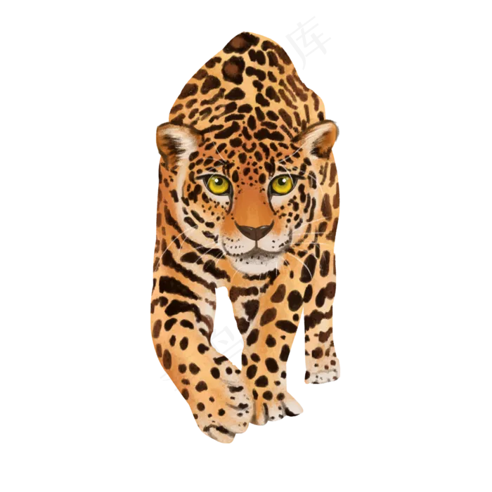 可爱野生动物大型猫科豹子金钱豹,免抠元素(3000*3000px 300 dpi )psd模版下载