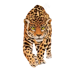 可爱野生动物大型猫科豹子金钱豹,免抠元素
