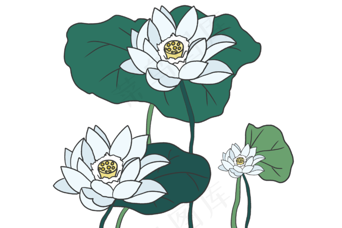 白色莲藕荷花插图