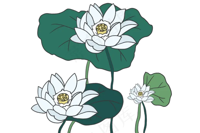 白色莲藕荷花插图(3000X2000(DPI:300))psd模版下载