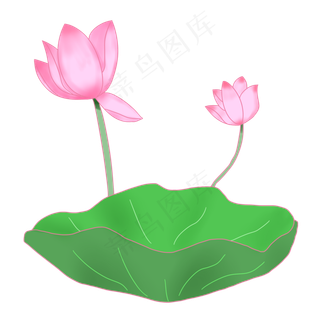 漂亮的荷花和荷叶