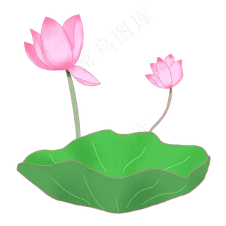 漂亮的荷花和荷叶