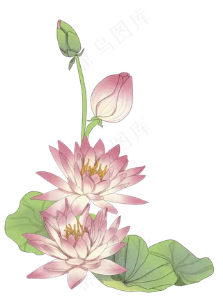 莲花边框手绘贴图