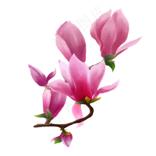 水彩木兰花仿真通用