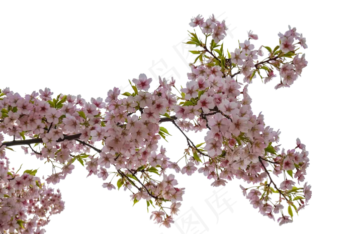 唯美古风水彩桃花(2000X1333(DPI:350))psd模版下载