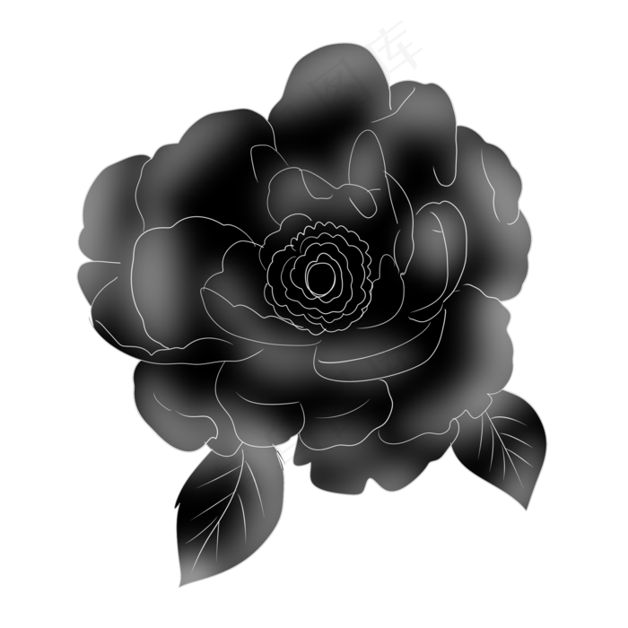 一朵漂亮的玫瑰插画