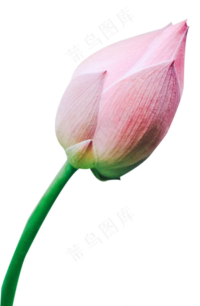 荷花花苞(1543X2358(DPI:240))psd模版下载