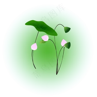 夏日荷花清新精美