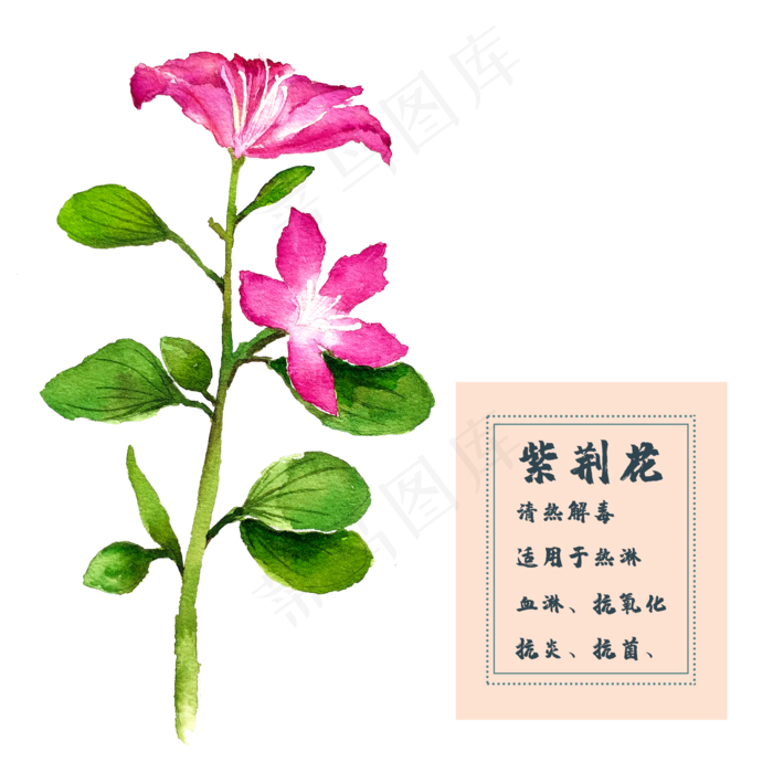 紫荆花花类中草药水彩植物花卉(2500X2500(DPI:300))psd模版下载