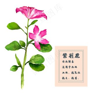 紫荆花花类中草药水彩植物花卉