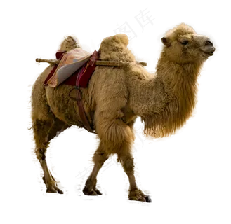 一只骆驼,免抠元素