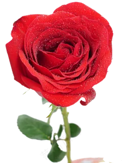 浪漫鲜花 浪漫鲜花