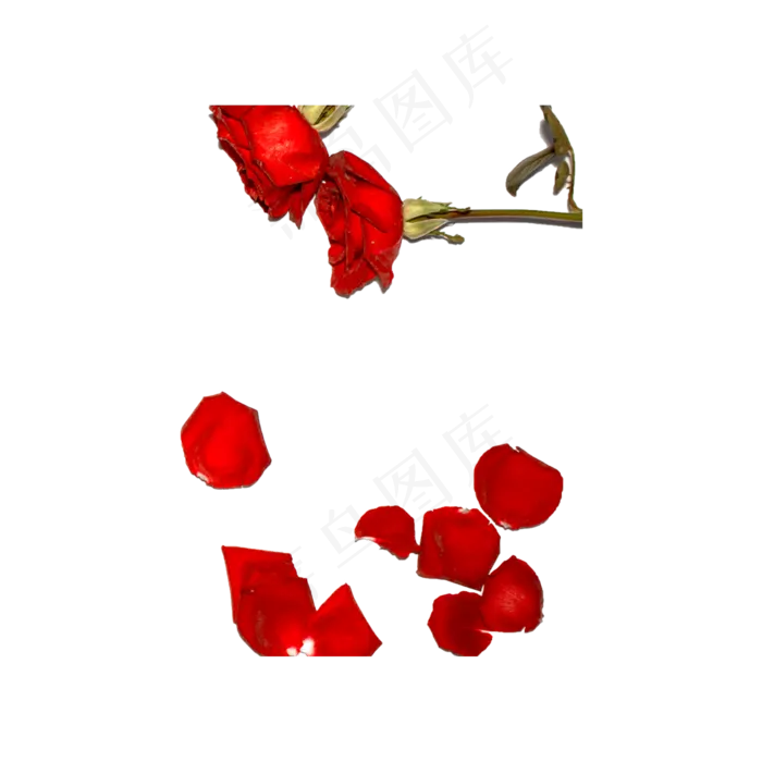 玫瑰花瓣实拍（png免抠）(2000X2000(DPI:72))psd模版下载