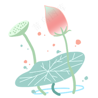 漂亮的荷花和莲蓬